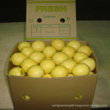 Exported Quality of Chinese Fresh Lemon/